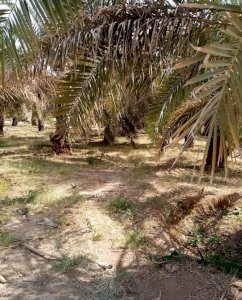 مزرعة للبيع