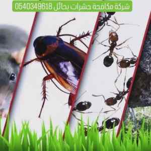 رش مبيدات الحشرات بحائل 0540349618